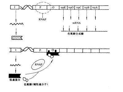 rna-seq 分析_rna seq数据分析_rna–seq分析